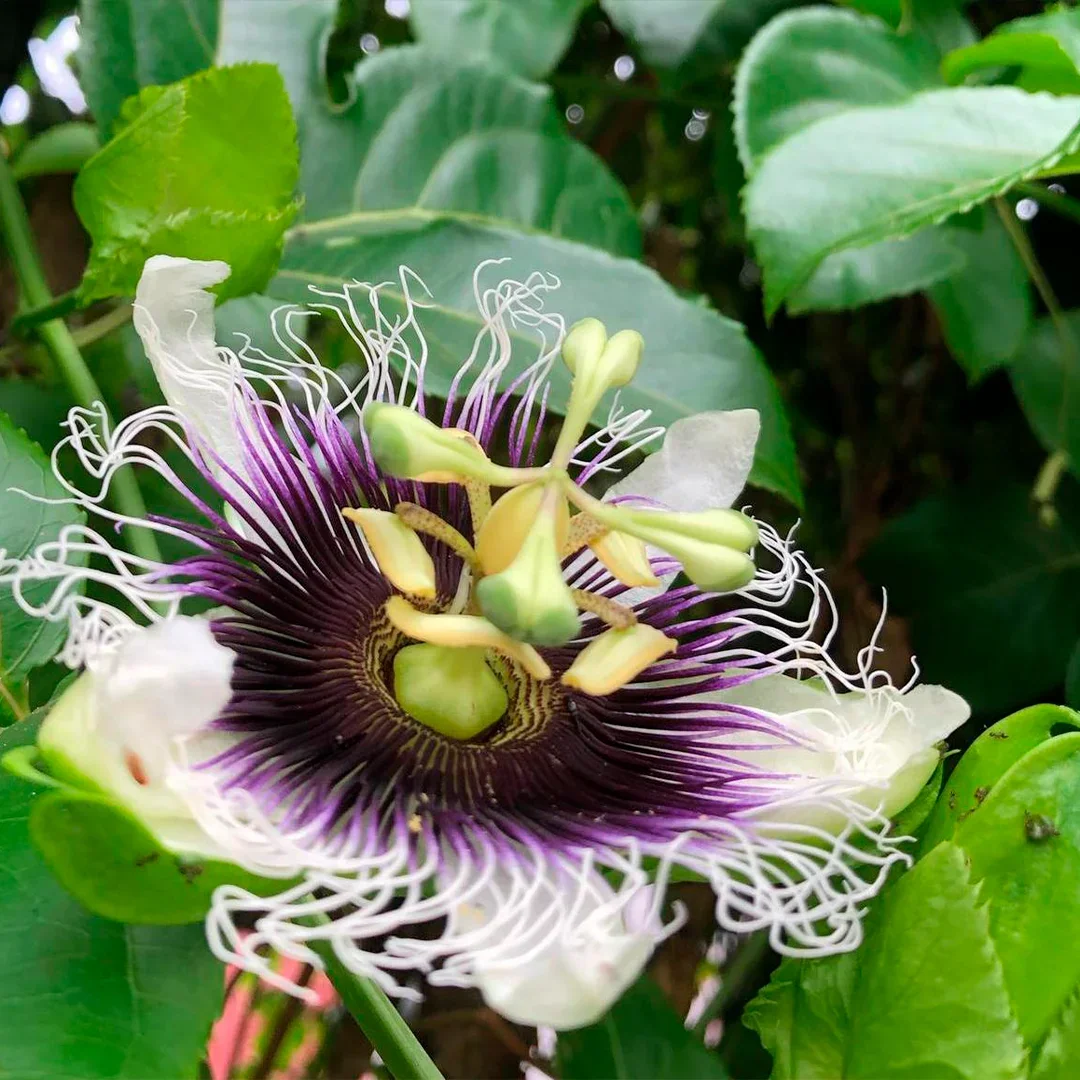 Espaço Tangará Ilhabela — natureza